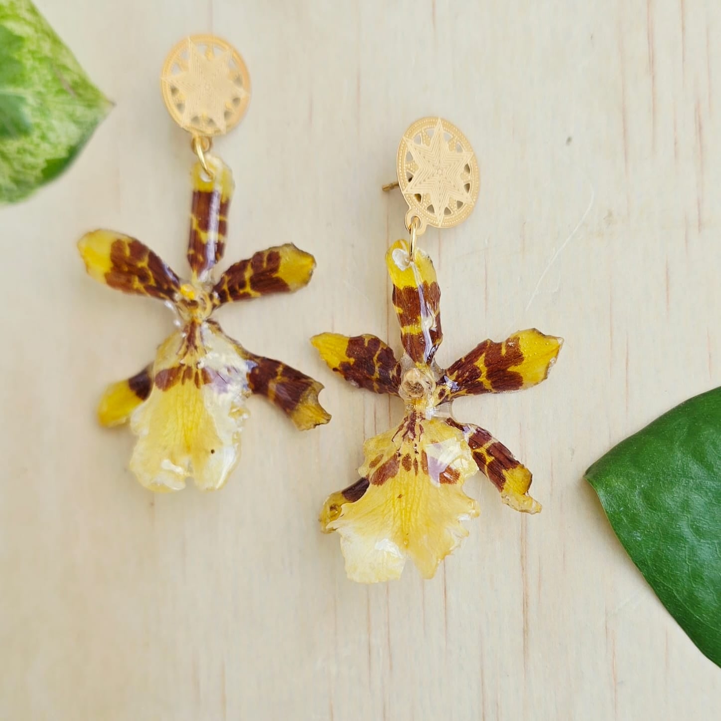 Areyes Orquídea Colamanara