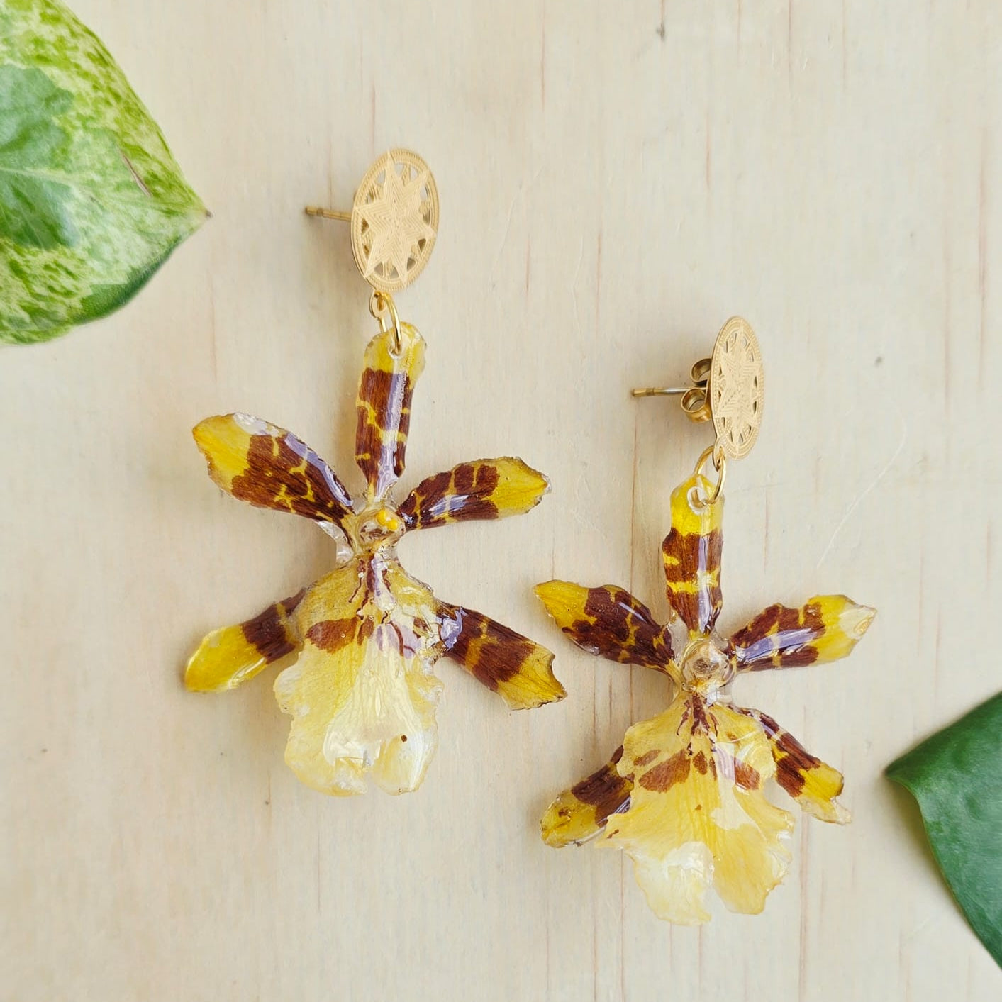 Areyes Orquídea Colamanara