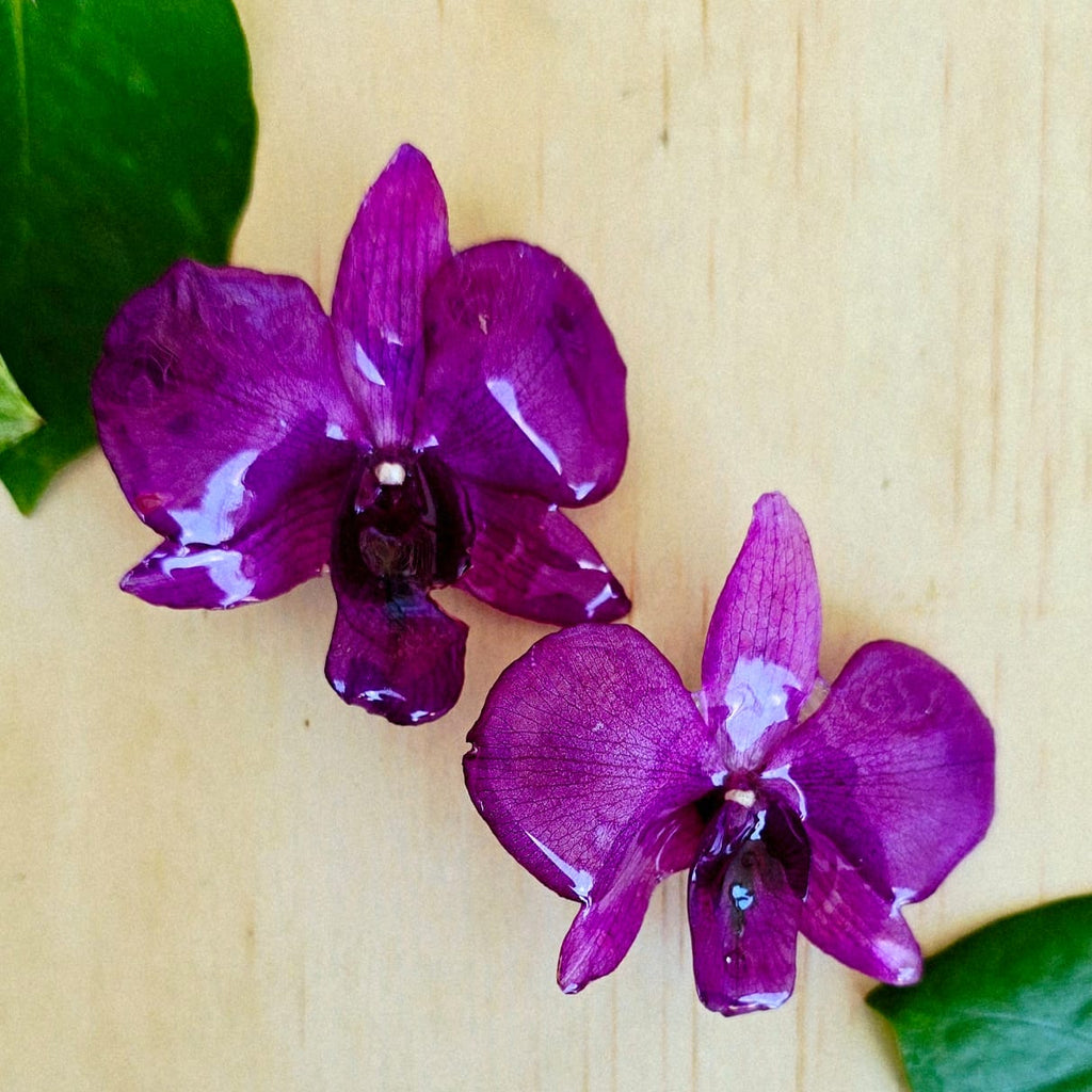 Topos orquídes Dendrobium