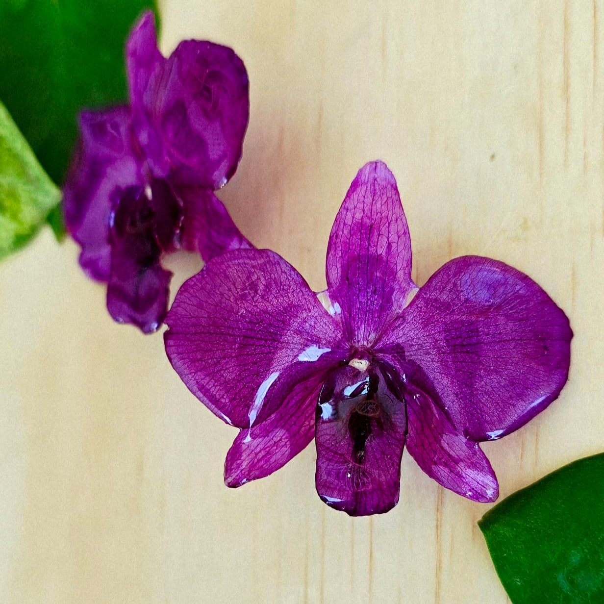 Topos orquídes Dendrobium