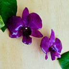 Topos orquídes Dendrobium