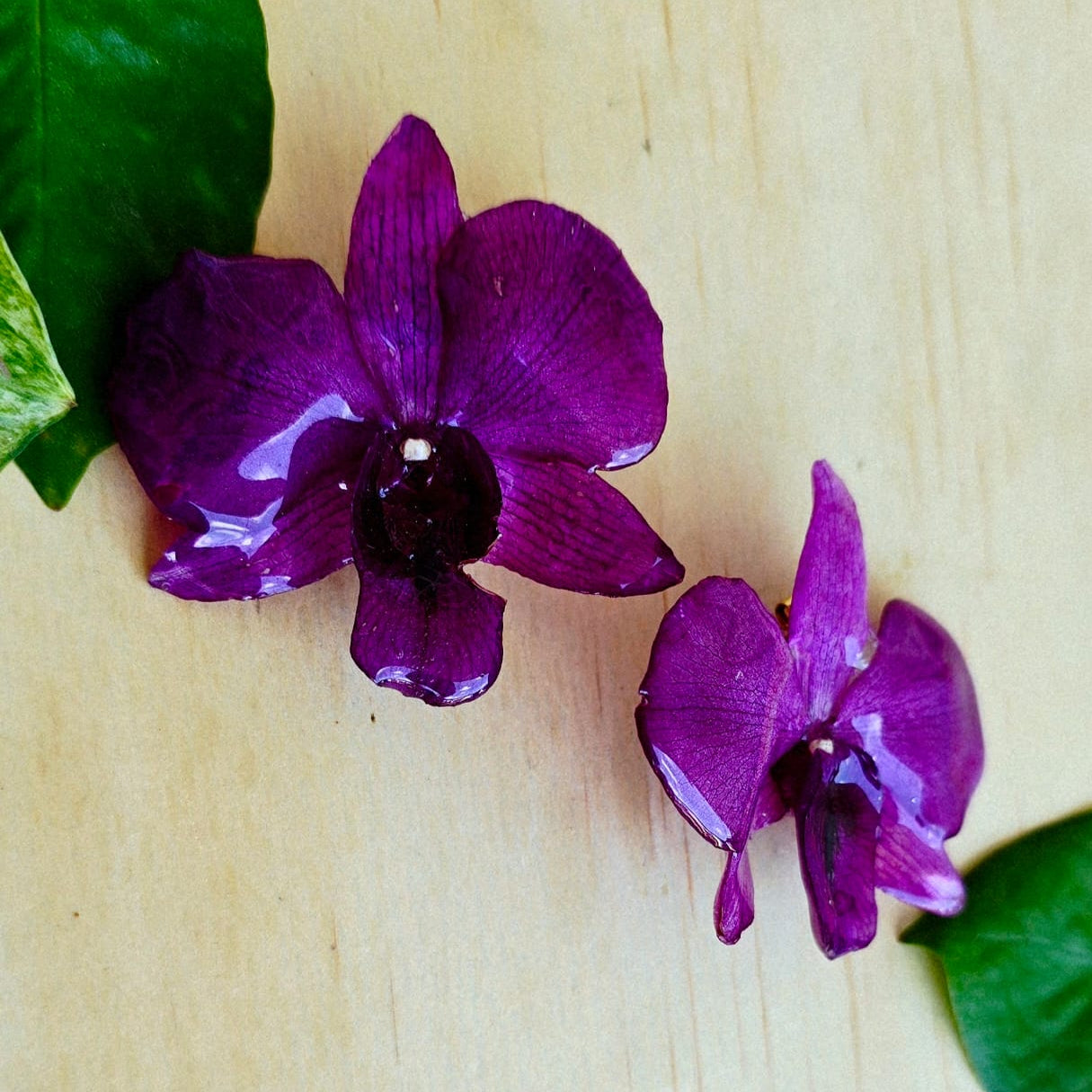 Topos orquídes Dendrobium