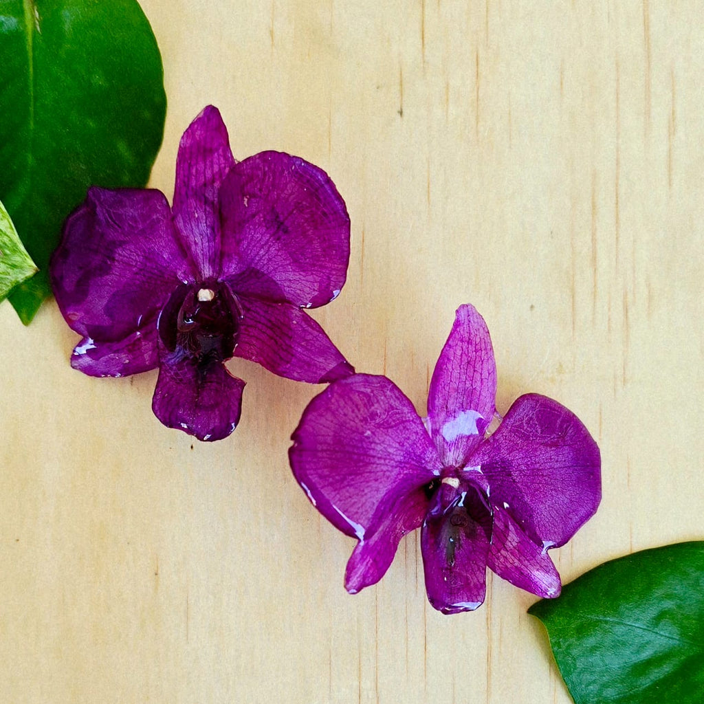 Topos orquídes Dendrobium