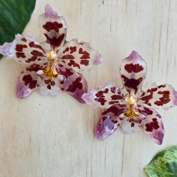 Topos orquídea Odontoglossum