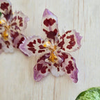 Topos orquídea Odontoglossum