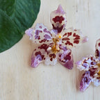 Topos orquídea Odontoglossum