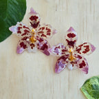 Topos orquídea Odontoglossum