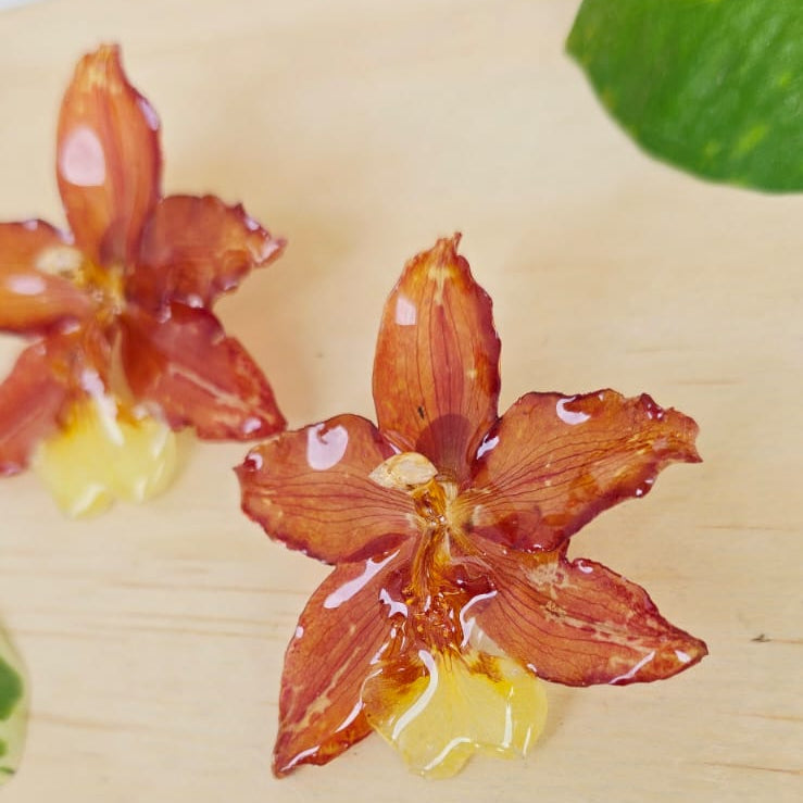 Topos orquídea Odontoglossum