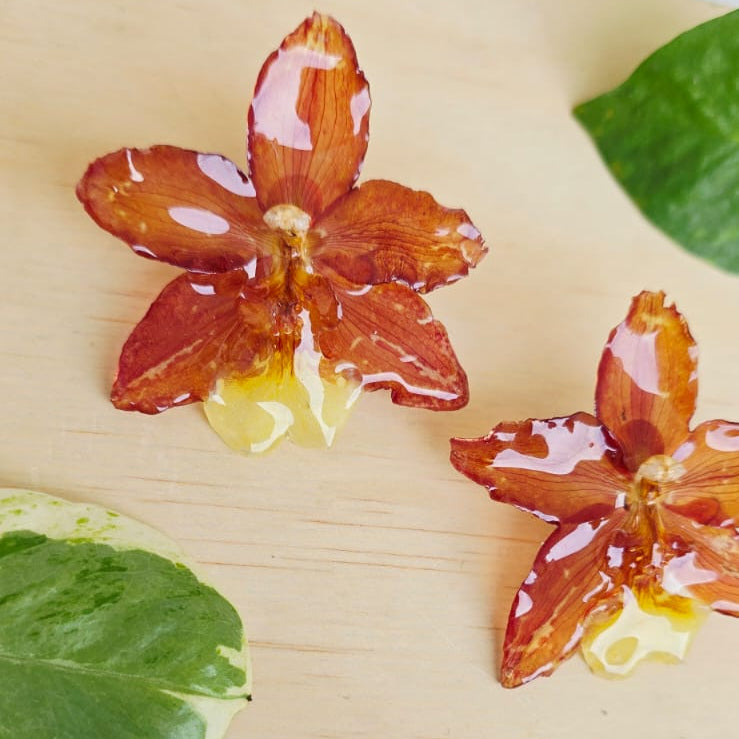 Topos orquídea Odontoglossum