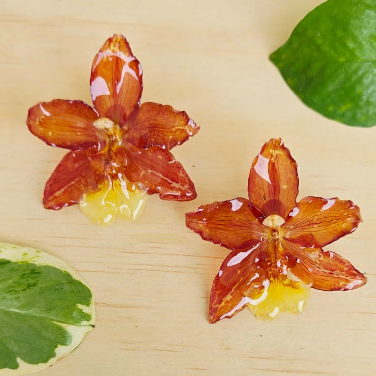 Topos orquídea Odontoglossum