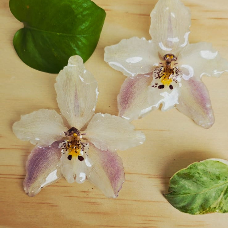 Topos orquídea Odontoglossum