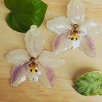 Topos orquídea Odontoglossum