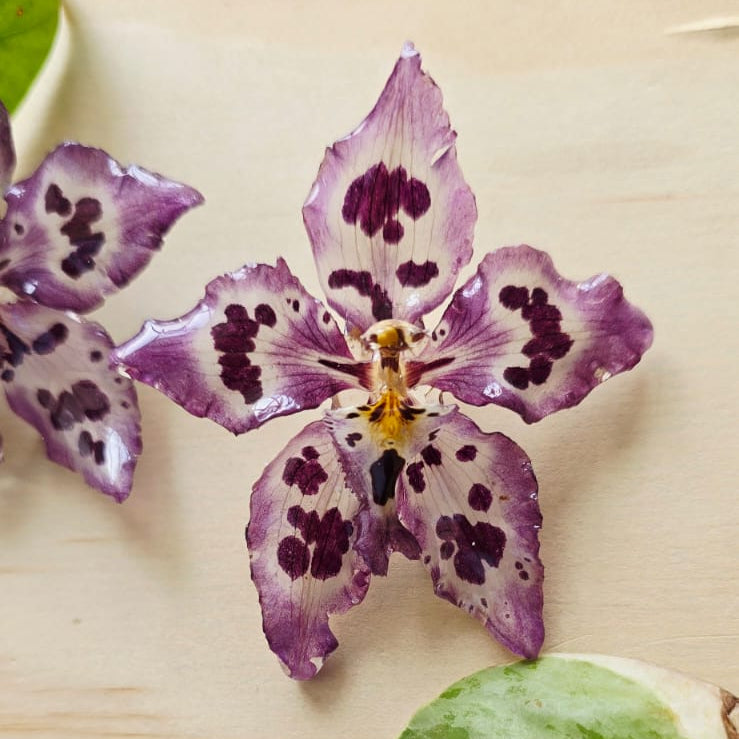 Topos orquídea Odontoglossum