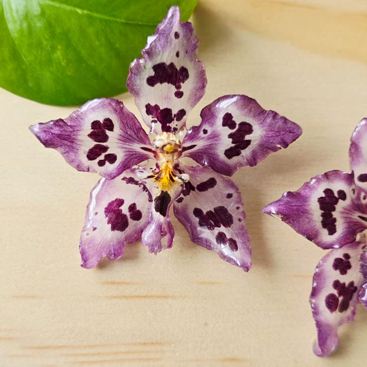 Topos orquídea Odontoglossum