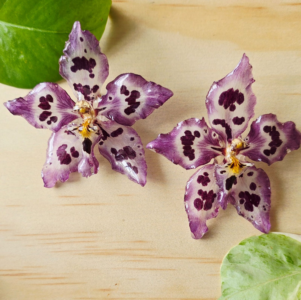 Topos orquídea Odontoglossum
