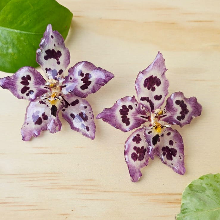 Topos orquídea Odontoglossum