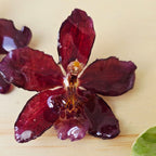 Topos orquídea Odontoglossum