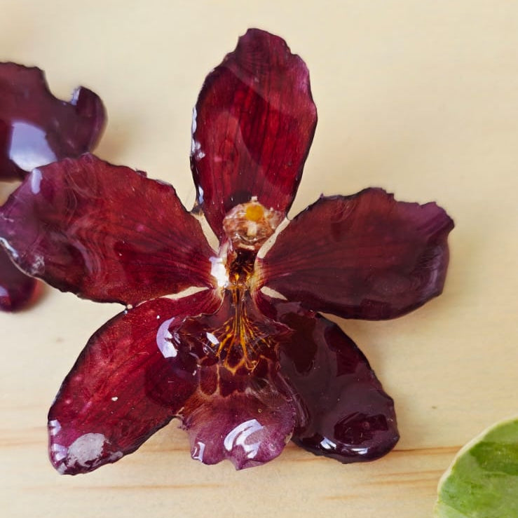 Topos orquídea Odontoglossum