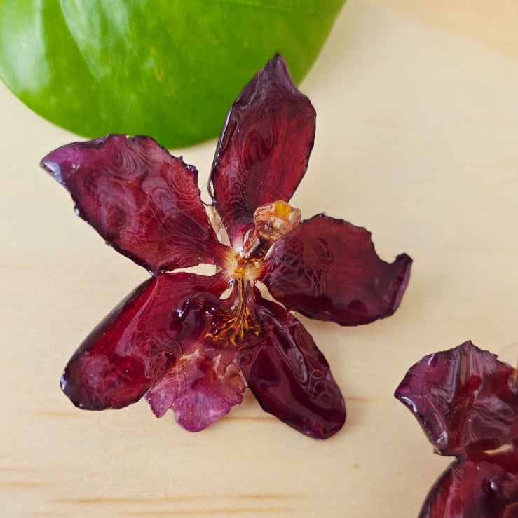 Topos orquídea Odontoglossum