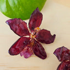 Topos orquídea Odontoglossum