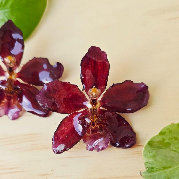 Topos orquídea Odontoglossum