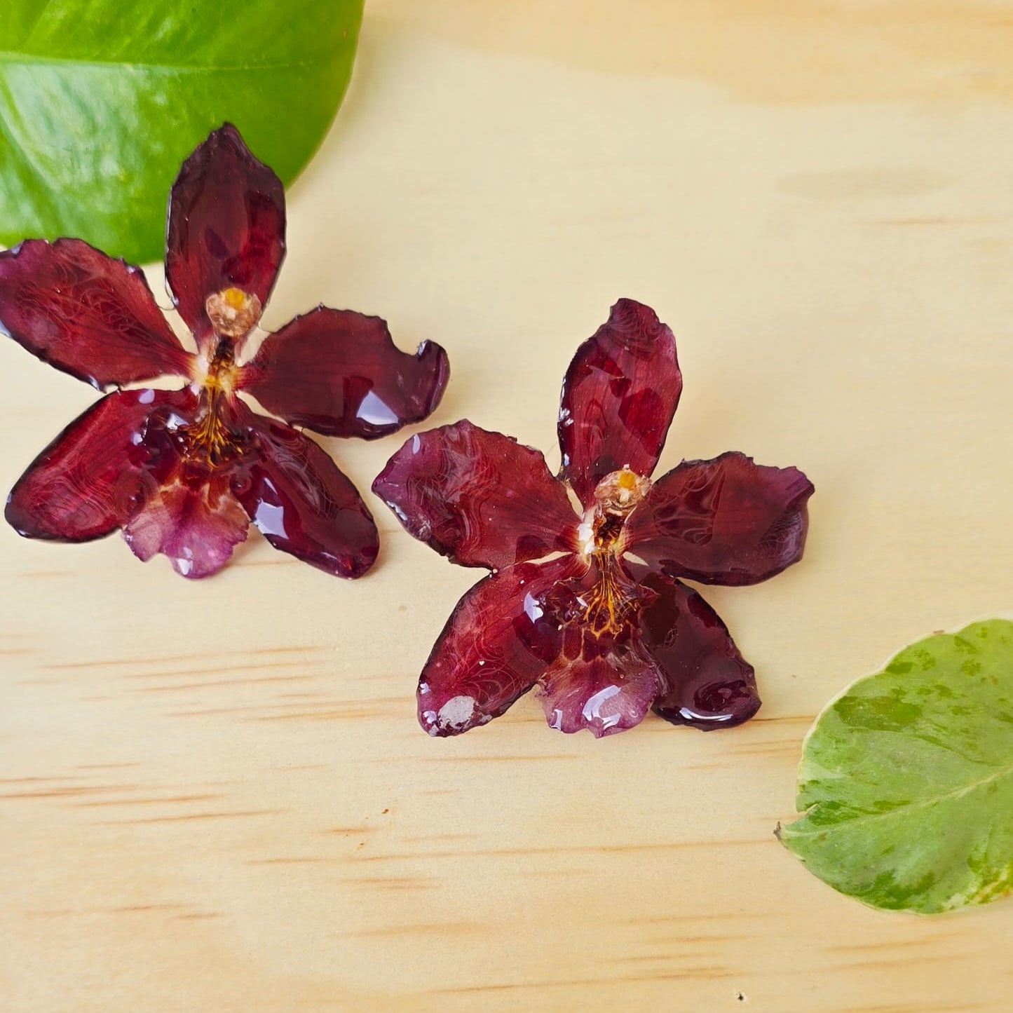 Topos orquídea Odontoglossum