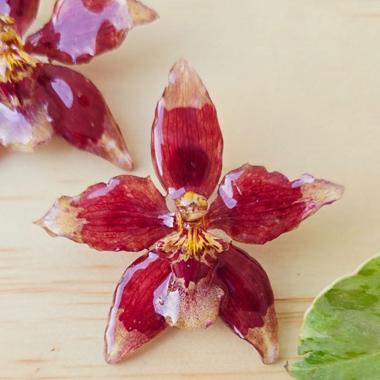 Topos orquídea Odontoglossum