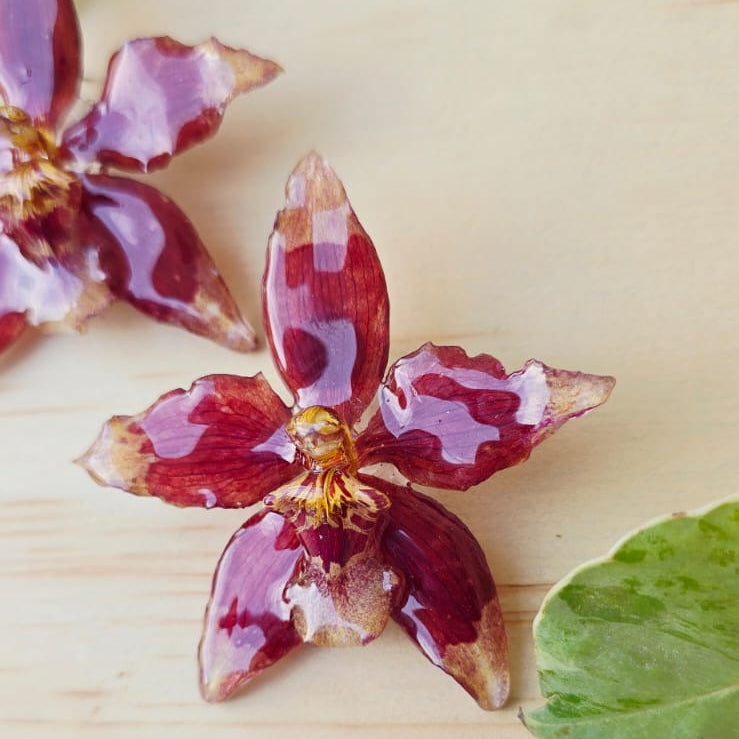 Topos orquídea Odontoglossum