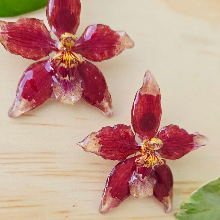 Topos orquídea Odontoglossum