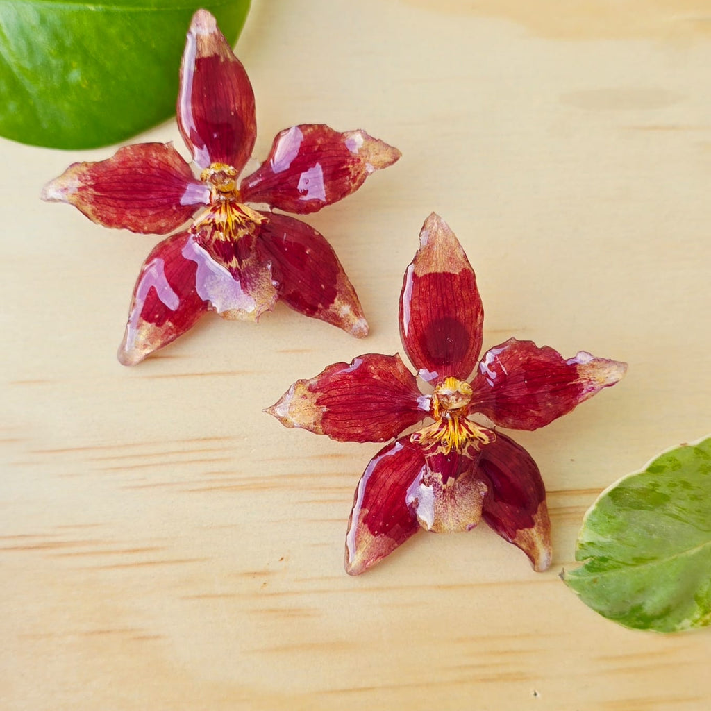 Topos orquídea Odontoglossum