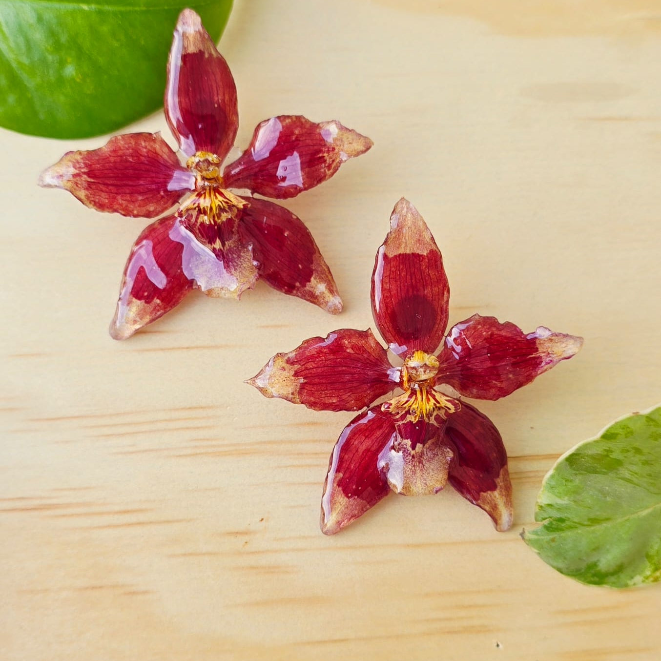 Topos orquídea Odontoglossum