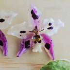 Topos orquídea Odontoglossum