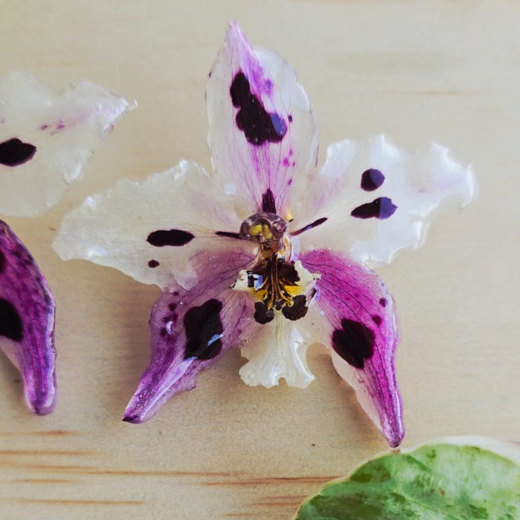 Topos orquídea Odontoglossum