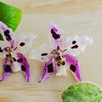 Topos orquídea Odontoglossum