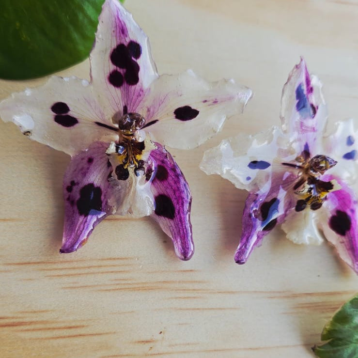 Topos orquídea Odontoglossum