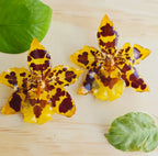 Topos orquídea Odontoglossum