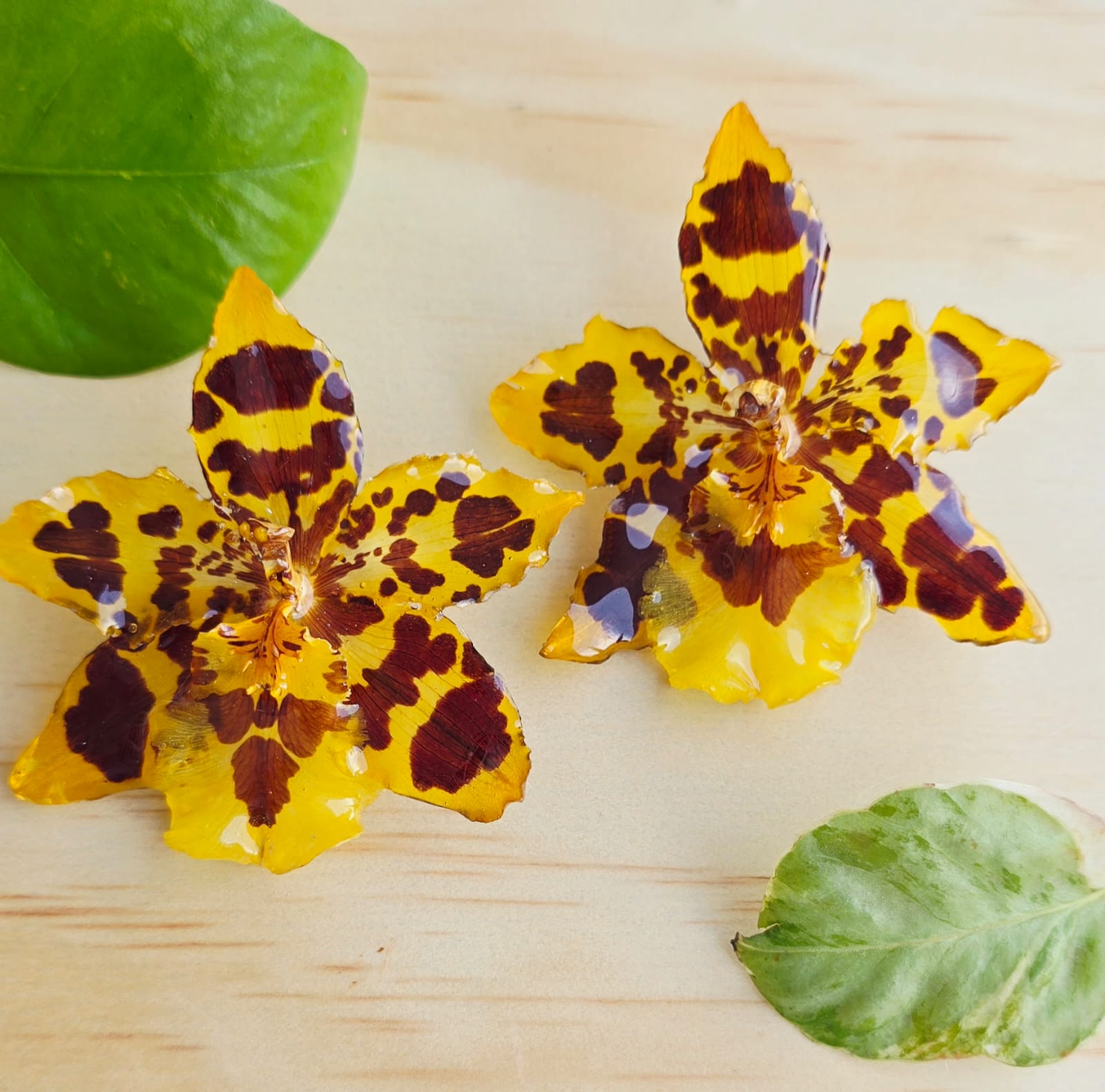 Topos orquídea Odontoglossum