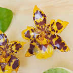 Topos orquídea Odontoglossum