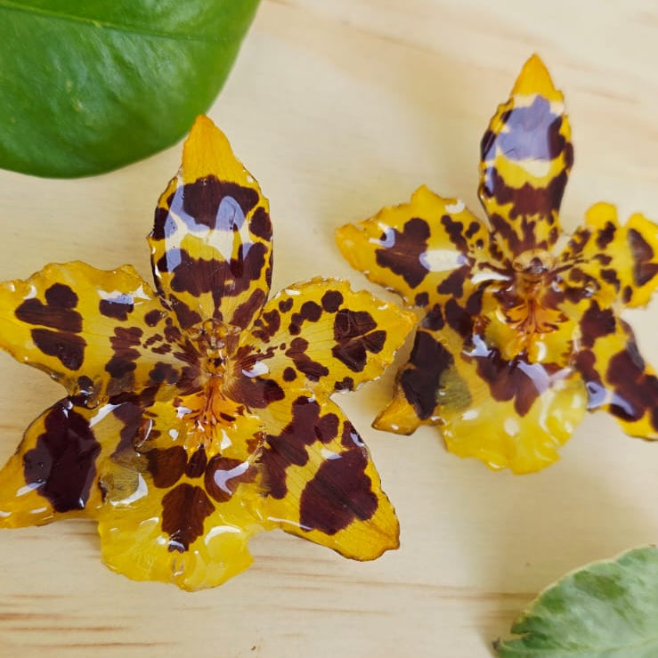 Topos orquídea Odontoglossum