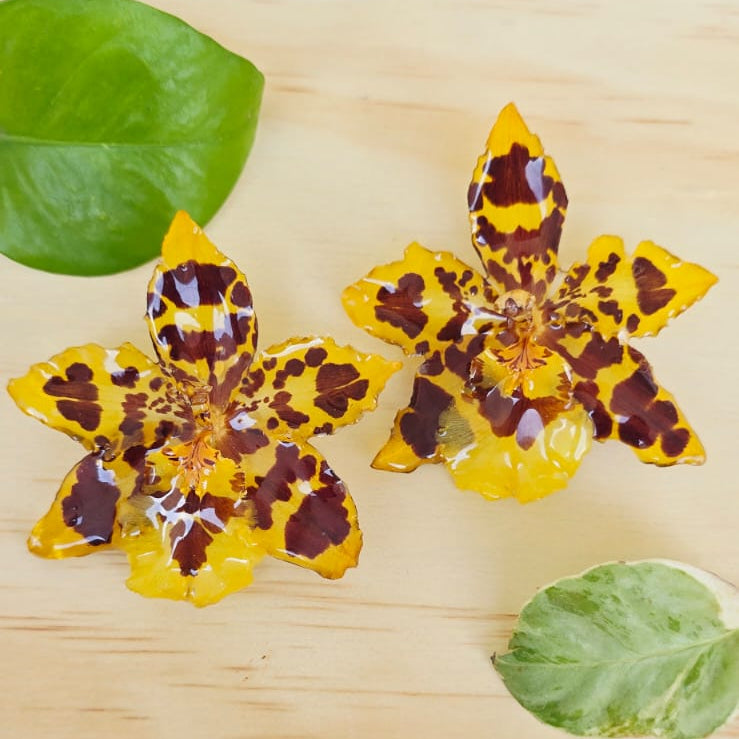 Topos orquídea Odontoglossum