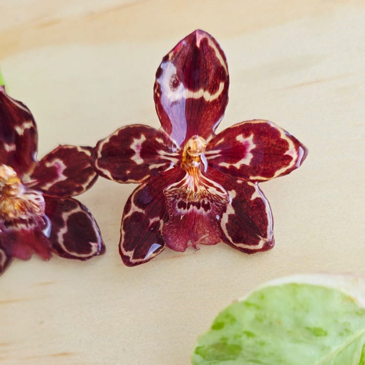 Topos orquídea Odontoglossum