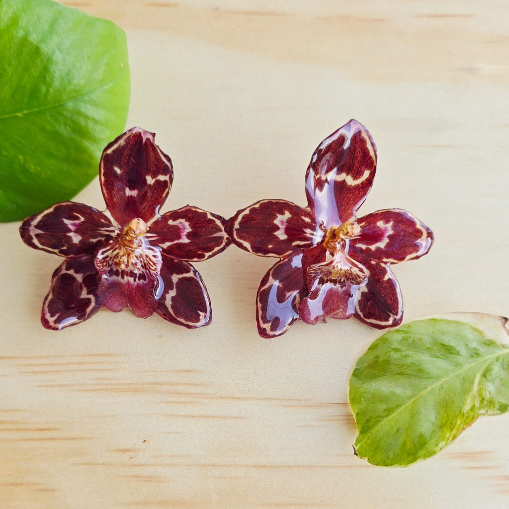 Topos orquídea Odontoglossum