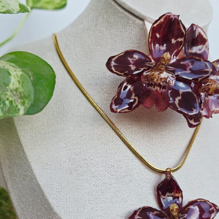 Conjunto Odontoglossum