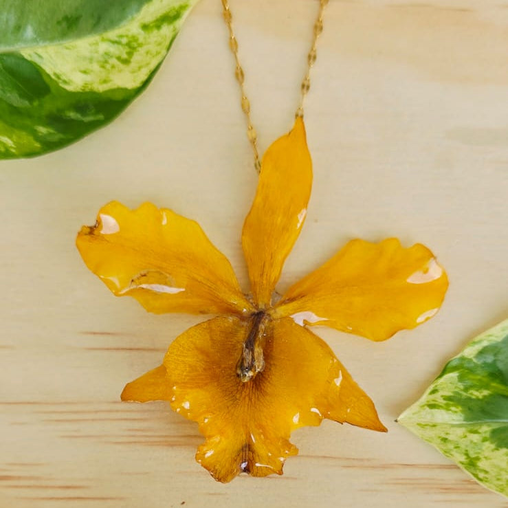 Collar orquídea híbrido Cattleya