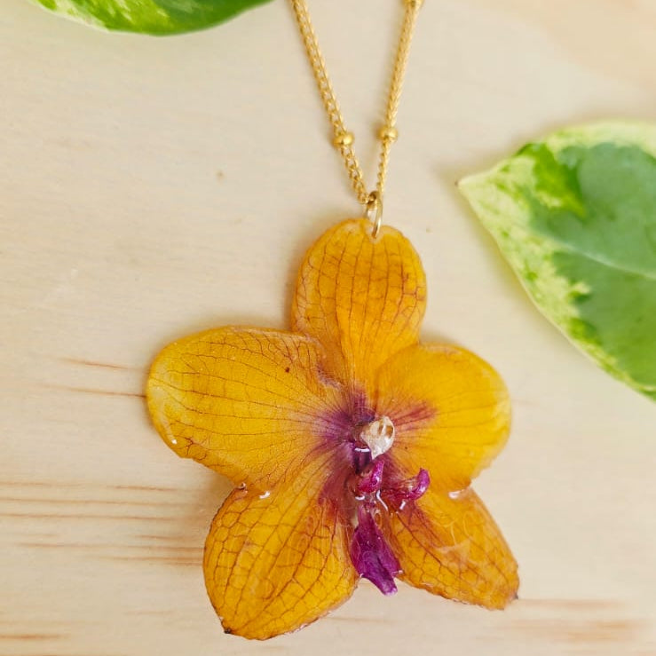 Collar de orquídea Phalaenopsis mediana