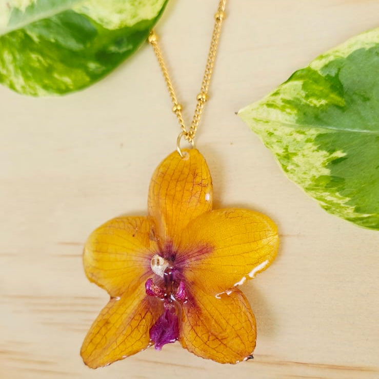 Collar de orquídea Phalaenopsis mediana