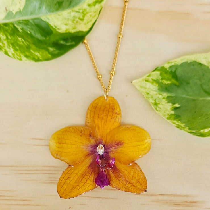 Collar de orquídea Phalaenopsis mediana
