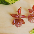 Topos orquídea Colmanara