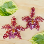 Topos orquídeas Odontoglossum
