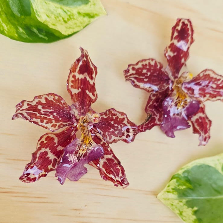 Topos orquídeas Odontoglossum